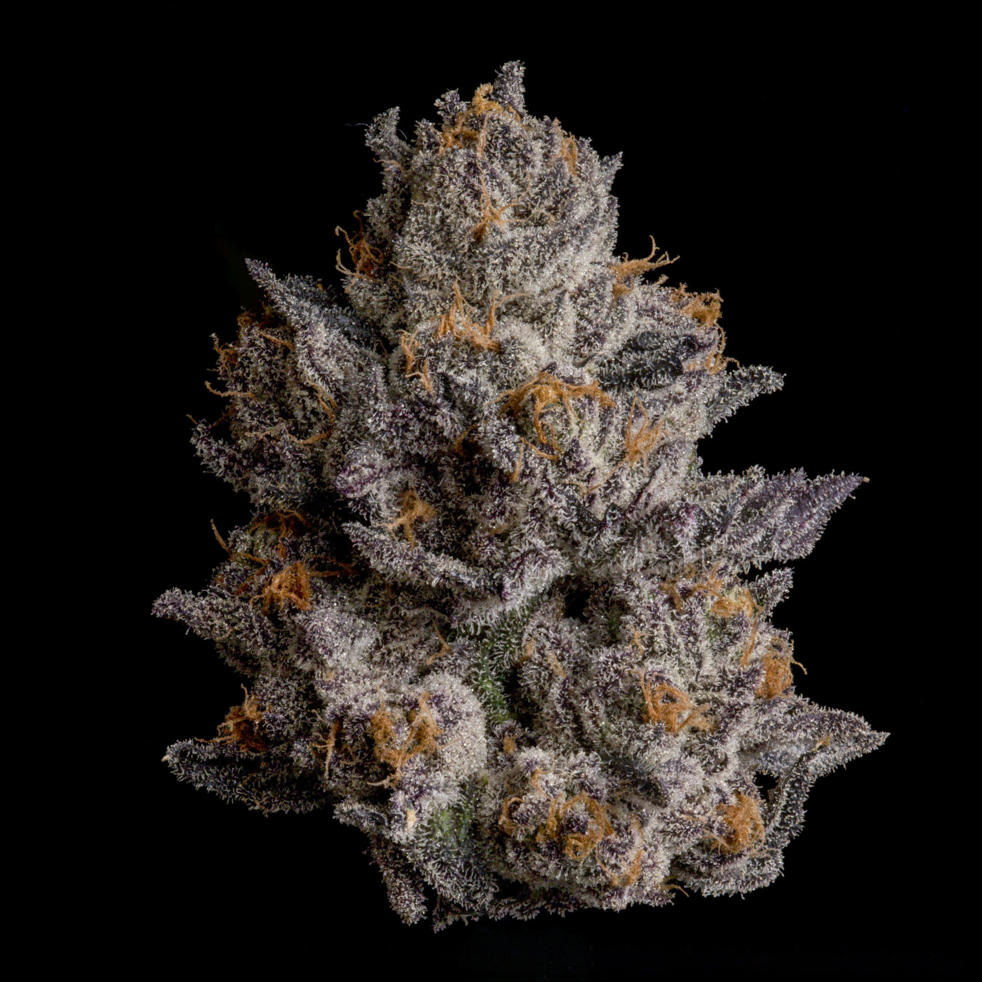 Wizard Trees Black Orchard bud