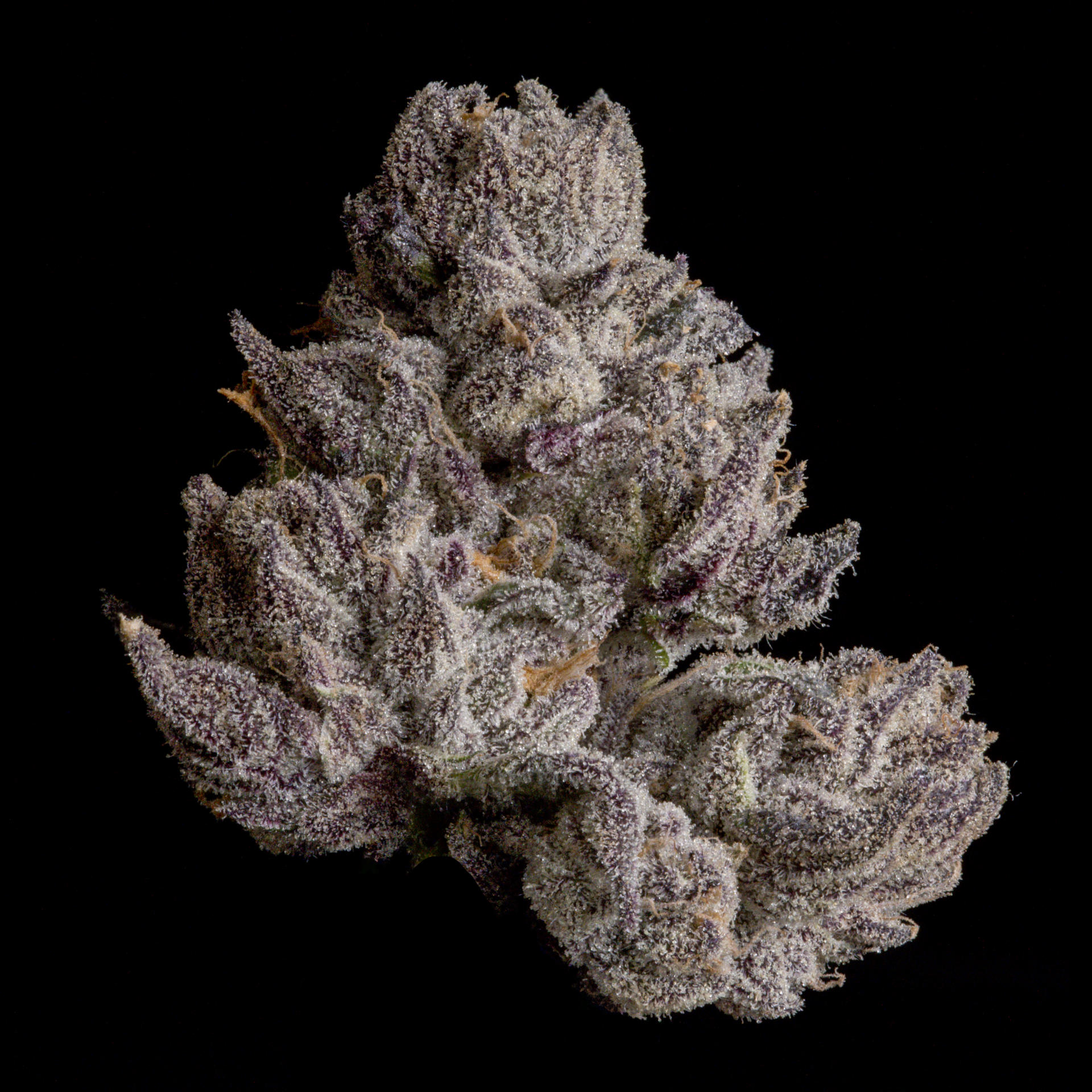 Wizard Trees Cauldron bud